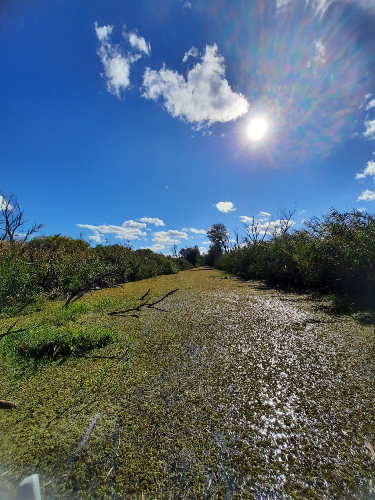 Canal îngust din Delta Dunării, în apropiere de Gorgova